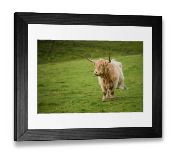 Framed Print : Highland cattle Framed Print : Highland cattle