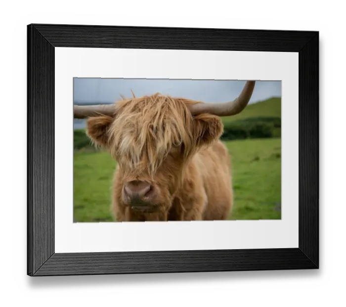 Framed Print : Highland cattle Framed Print : Highland cattle