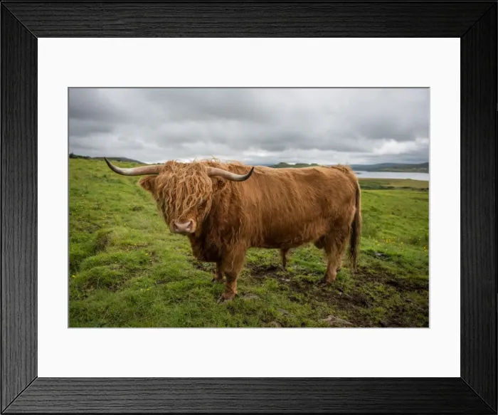 Framed Print : Highland cattle Framed Print : Highland cattle