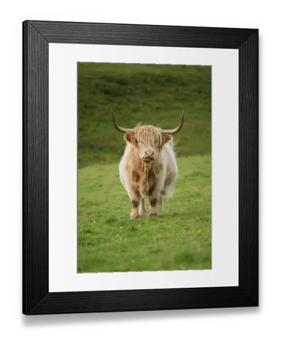 Framed Print : Highland cattle Framed Print : Highland cattle