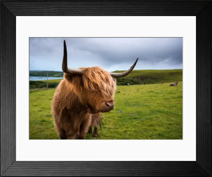 Framed Print : Highland cattle Framed Print : Highland cattle