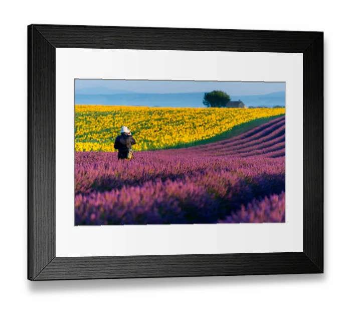 Framed Print : Lavender at Valensole Framed Print : Lavender at Valensole