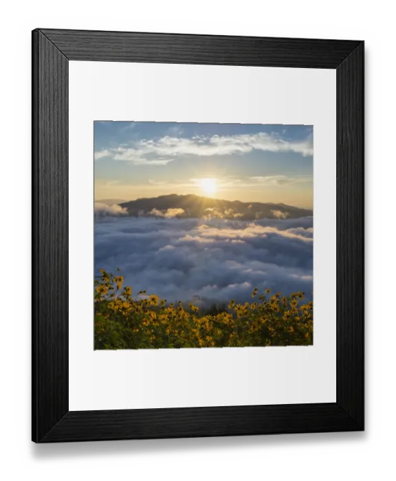 Framed Print : Foggy morning and Mexican sunflower field Framed Print : Foggy morning and Mexican sunflower field