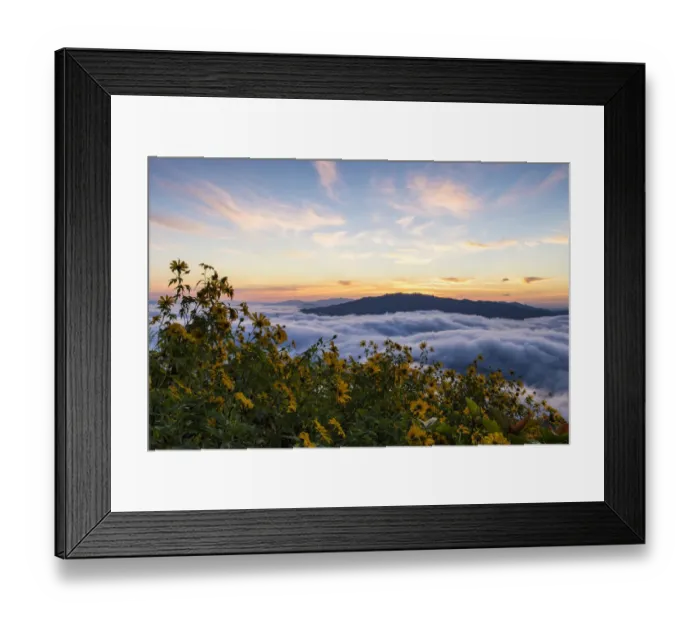 Framed Print : Foggy morning and Mexican sunflower field Framed Print : Foggy morning and Mexican sunflower field