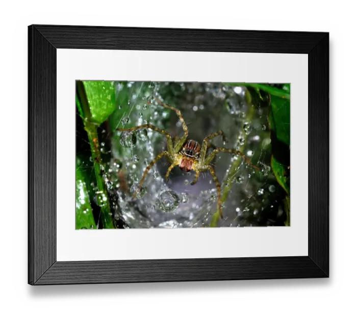 Framed Print : The spider macro photography