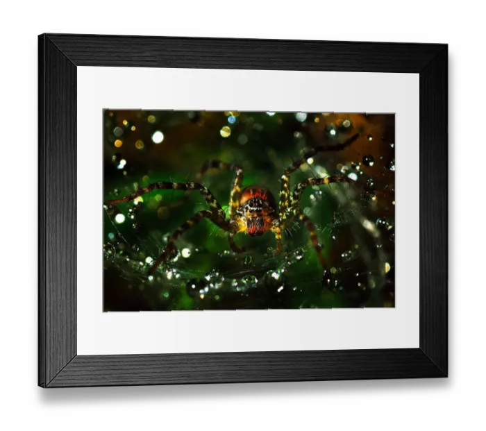 Framed Print : The spider macro photography