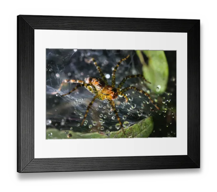 Framed Print : The spider macro photography