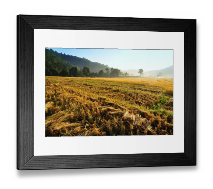 Framed Print : The rice field after harvest at Mae Klang Luang Framed Print : The rice field after harvest at Mae Klang Luang