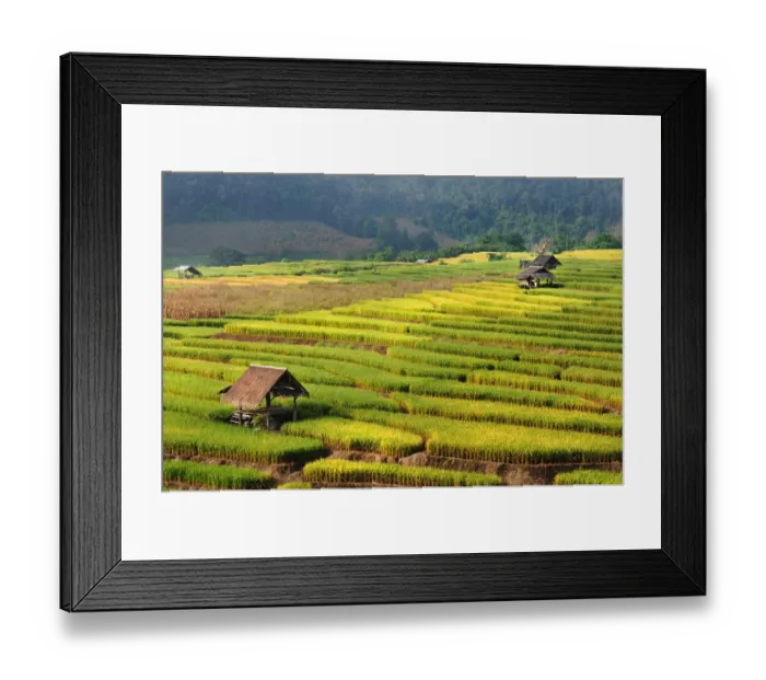 Framed Print : Rice paddy at Mae Jam, Chiangmai Framed Print : Rice paddy at Mae Jam, Chiangmai