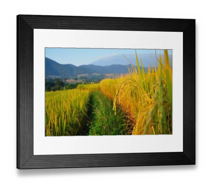 Framed Print : Rice paddy at Mae Jam, Chiangmai Framed Print : Rice paddy at Mae Jam, Chiangmai