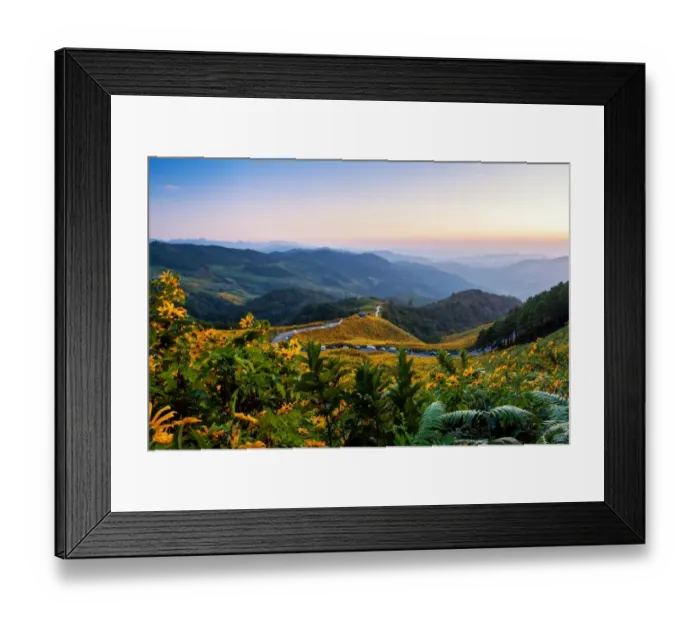 Framed Print : Mexican sunflower field at Doi Mae U-Kho Framed Print : Mexican sunflower field at Doi Mae U-Kho