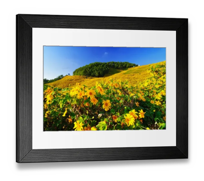 Framed Print : Mexican sunflower field at Doi Mae U-Kho Framed Print : Mexican sunflower field at Doi Mae U-Kho