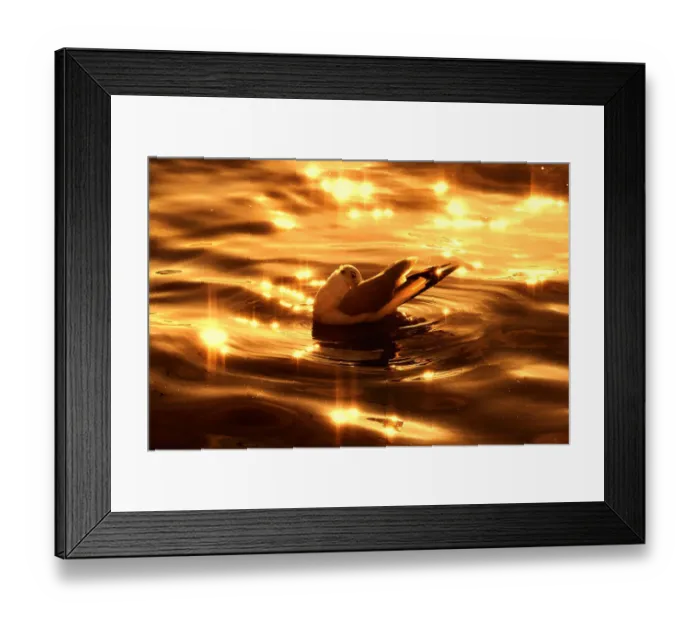 Framed Print : A seagull in golden tone