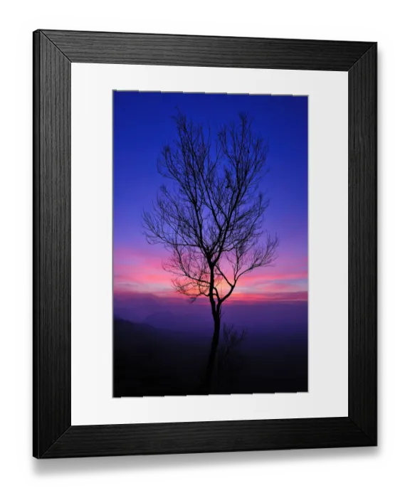 Framed Print : A leafless tree with the colorful sky after sunset Framed Print : A leafless tree with the colorful sky after sunset