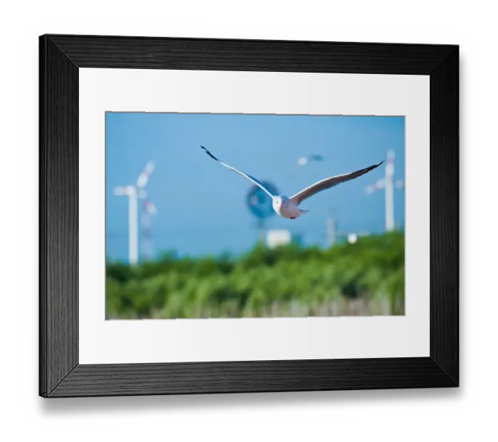 Framed Print : A seagull flying