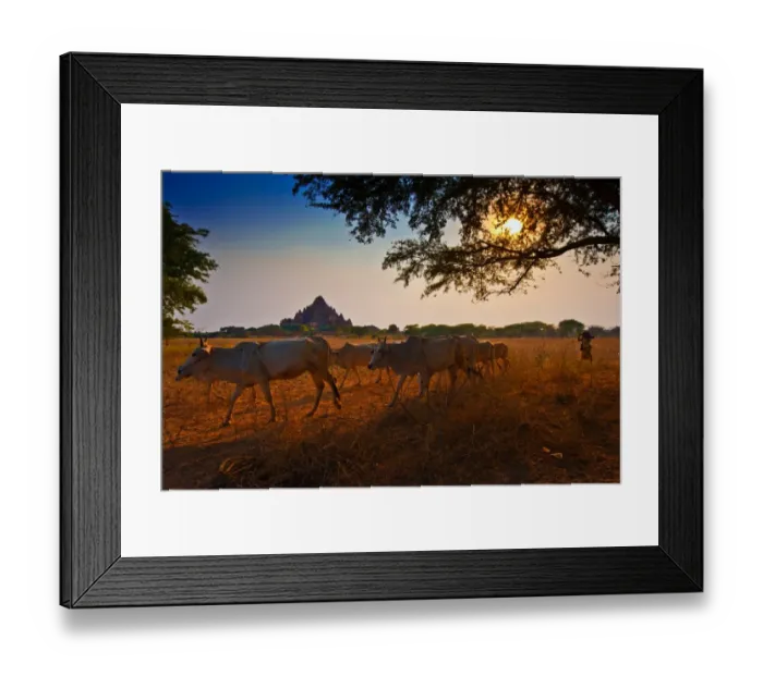Framed Print : Bagan Woman with Livestock Framed Print : Bagan Woman with Livestock