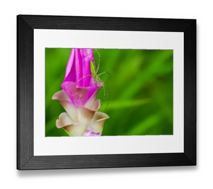 Framed Print : A grasshopper and Siam Tulip Framed Print : A grasshopper and Siam Tulip