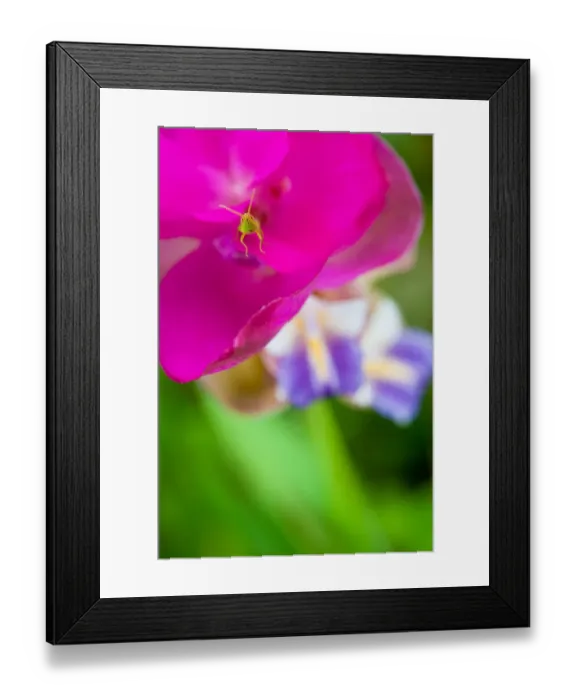 Framed Print : A small grasshopper on Siam Tulip Framed Print : A small grasshopper on Siam Tulip