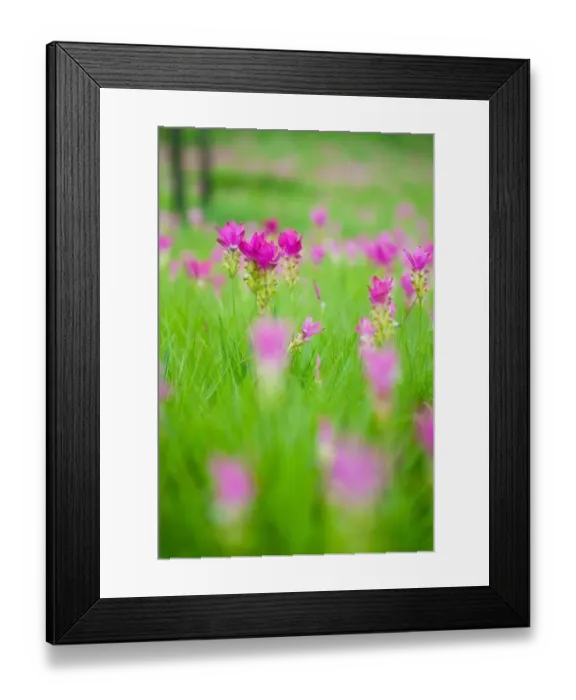 Framed Print : Siam Tulip filed at Chaiyaphum Framed Print : Siam Tulip filed at Chaiyaphum