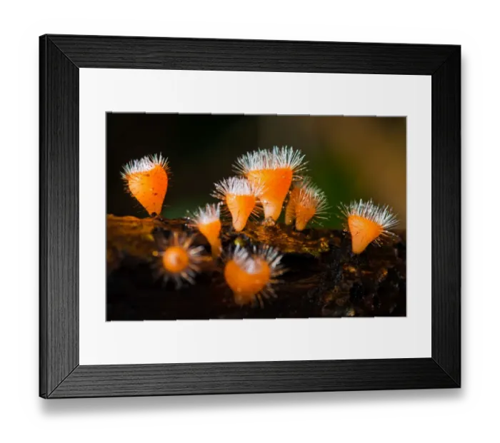 Framed Print : The macro photo of Cup Fungi Framed Print : The macro photo of Cup Fungi