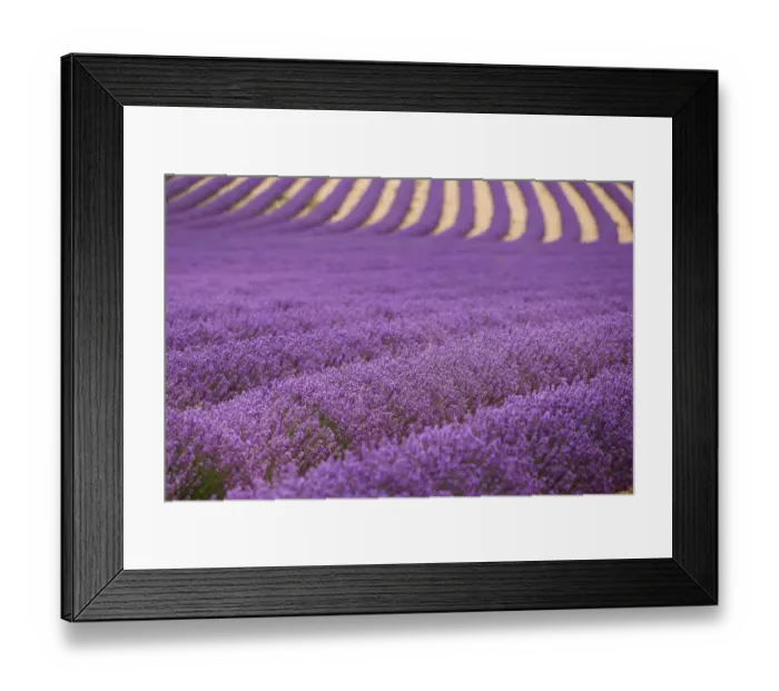 Framed Print : Lavender Fields in Provence, France Framed Print : Lavender Fields in Provence, France