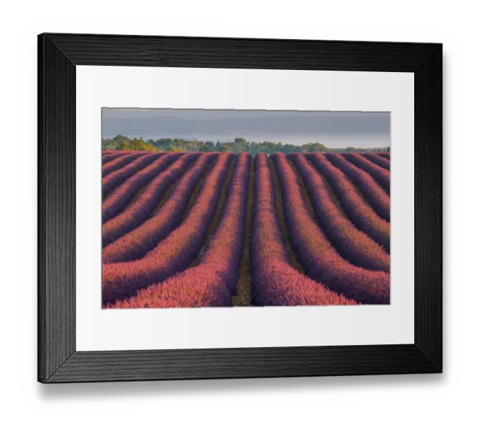 Framed Print : Lavender Fields in Provence, France Framed Print : Lavender Fields in Provence, France