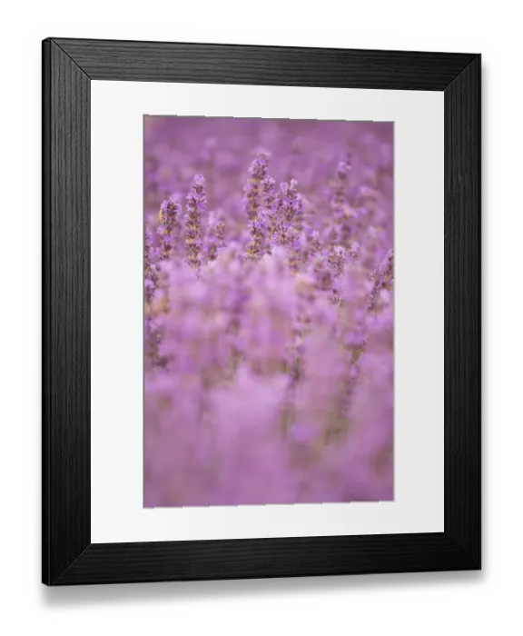 Framed Print : Close-up lavender in Provence, France Framed Print : Close-up lavender in Provence, France