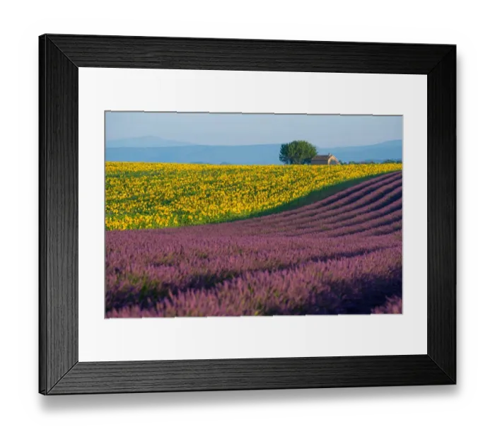 Framed Print : Lavender fields in Provence, France Framed Print : Lavender fields in Provence, France