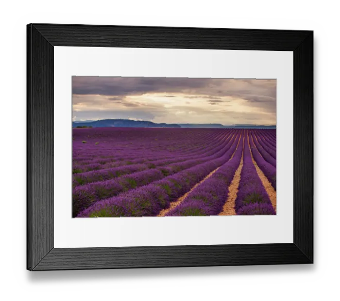 Framed Print : Lavender fields in Provence, France Framed Print : Lavender fields in Provence, France