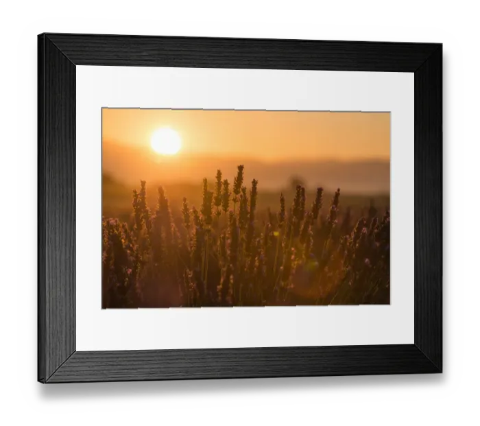 Framed Print : Lavender and Sunrise Framed Print : Lavender and Sunrise