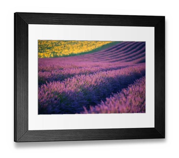 Framed Print : Lavender fields in Provence, France
