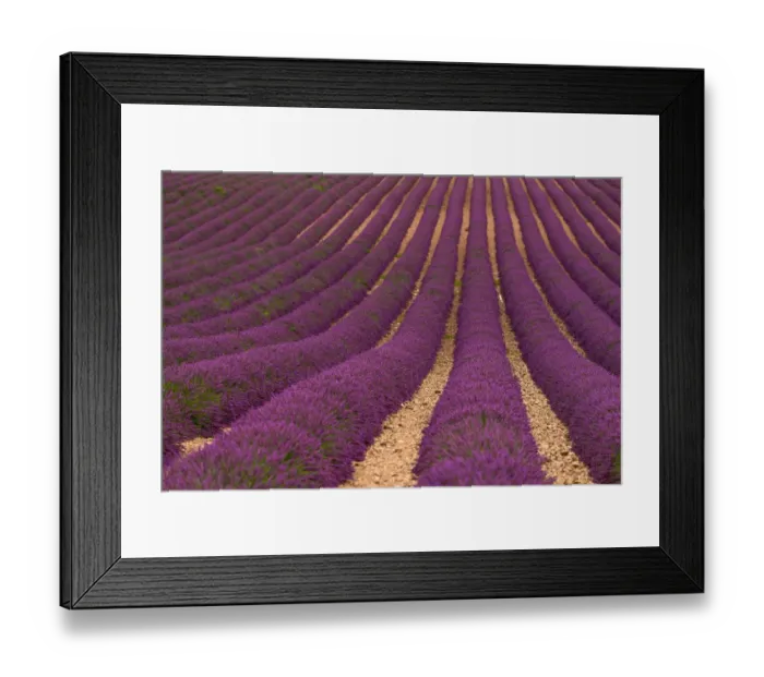 Framed Print : Lavender Fields in Provence, France Framed Print : Lavender Fields in Provence, France