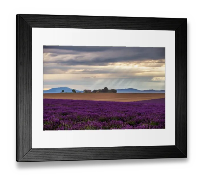 Framed Print : Lavender fields in Provence, France Framed Print : Lavender fields in Provence, France