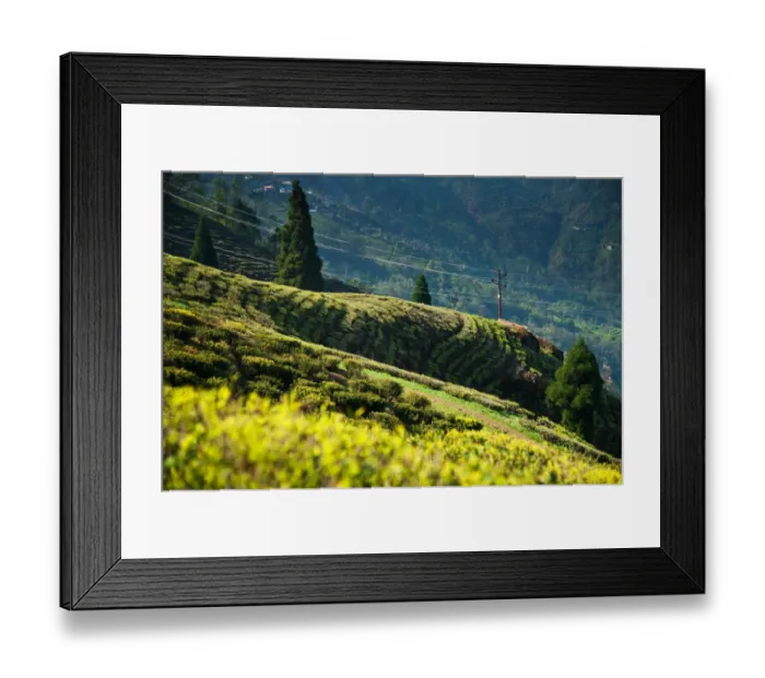 Framed Print : Happy Valley Tea Estate, Darjeeling Framed Print : Happy Valley Tea Estate, Darjeeling