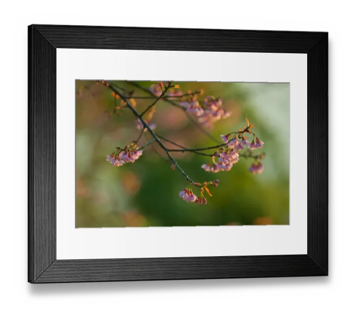 Framed Print : Wild cherry blossom at Doi Ang Khang, Chiangmai