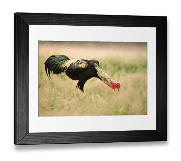 Framed Print : Thai Chicken Framed Print : Thai Chicken