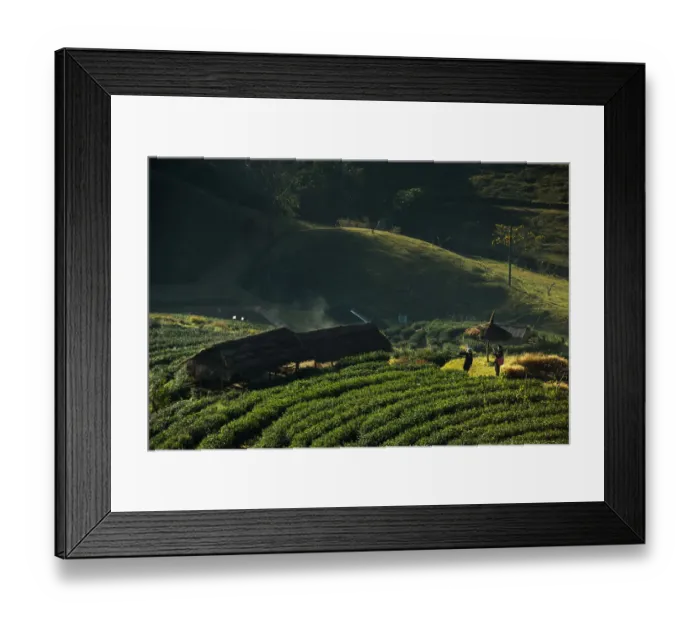 Framed Print : Tea plantation at Doi Angkhang Framed Print : Tea plantation at Doi Angkhang