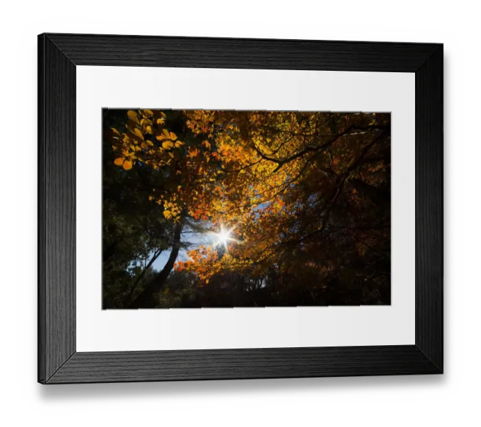 Framed Print : Japanese color leaves changing in autumn season Framed Print : Japanese color leaves changing in autumn season