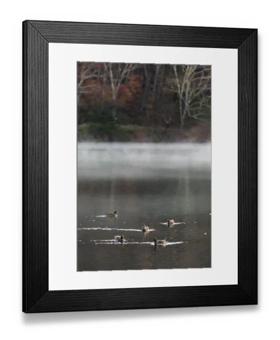 Framed Print : Crowd of ducks on the small lake in Nikko, Japan Framed Print : Crowd of ducks on the small lake in Nikko, Japan