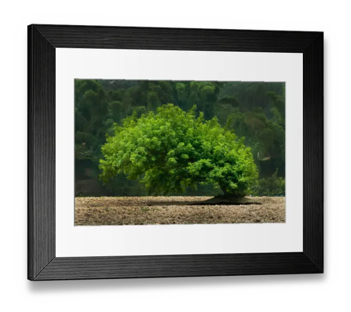 Framed Print : An unusual tree Framed Print : An unusual tree
