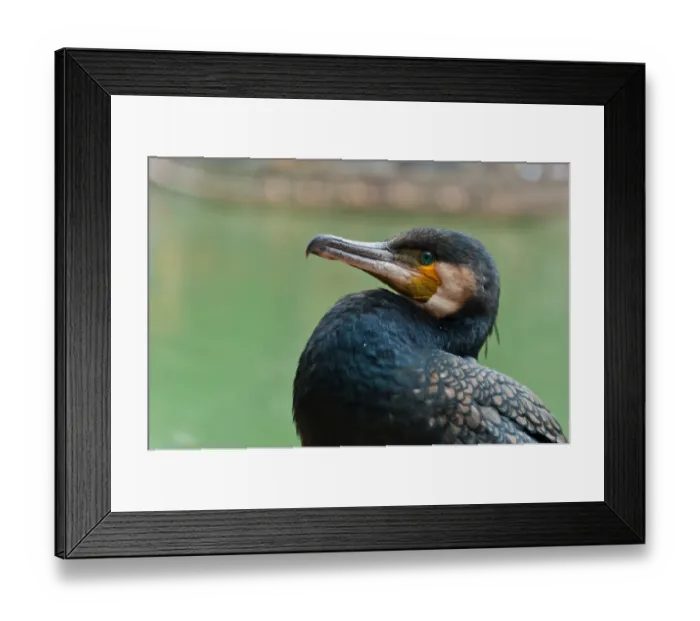 Framed Print : The portrait of cormorant Framed Print : The portrait of cormorant