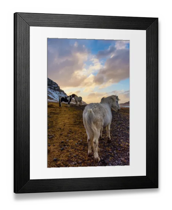 Framed Print : The Icelandic horses with the snowy mountain Framed Print : The Icelandic horses with the snowy mountain