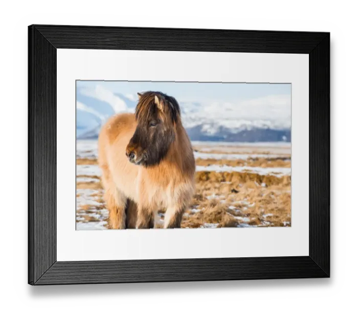 Framed Print : A Icelandic horse with the snowy mountain