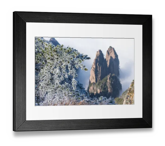 Framed Print : Snowy pine trees on Huangshan mountain Framed Print : Snowy pine trees on Huangshan mountain