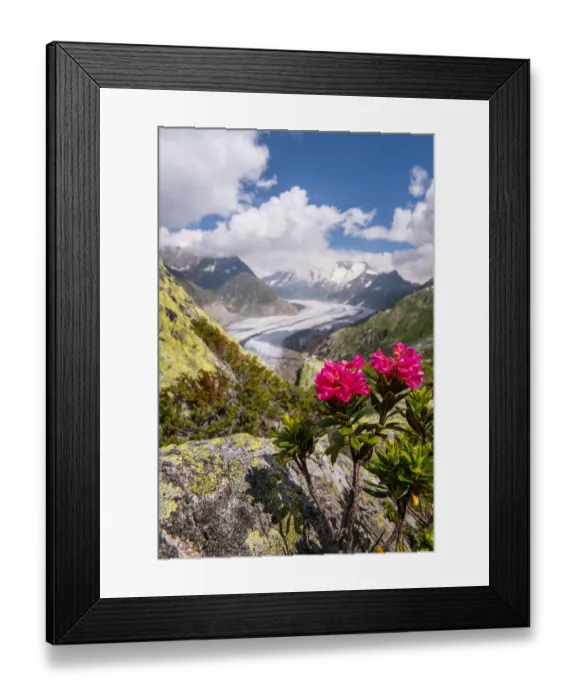 Framed Print : Aletsch Glacier, Switzerland Framed Print : Aletsch Glacier, Switzerland
