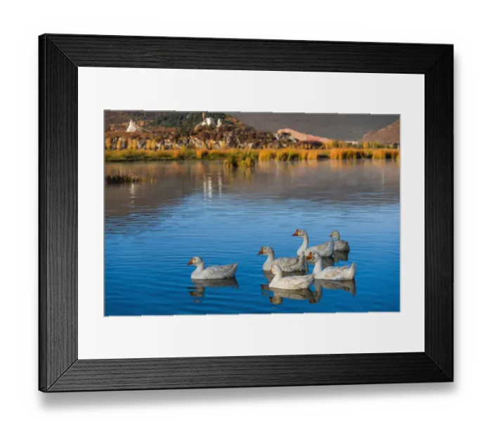 Framed Print : Herd of duck on the blue lake Framed Print : Herd of duck on the blue lake