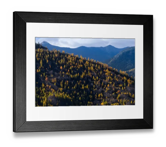 Framed Print : Color leaf change on the hill in autumn season Framed Print : Color leaf change on the hill in autumn season