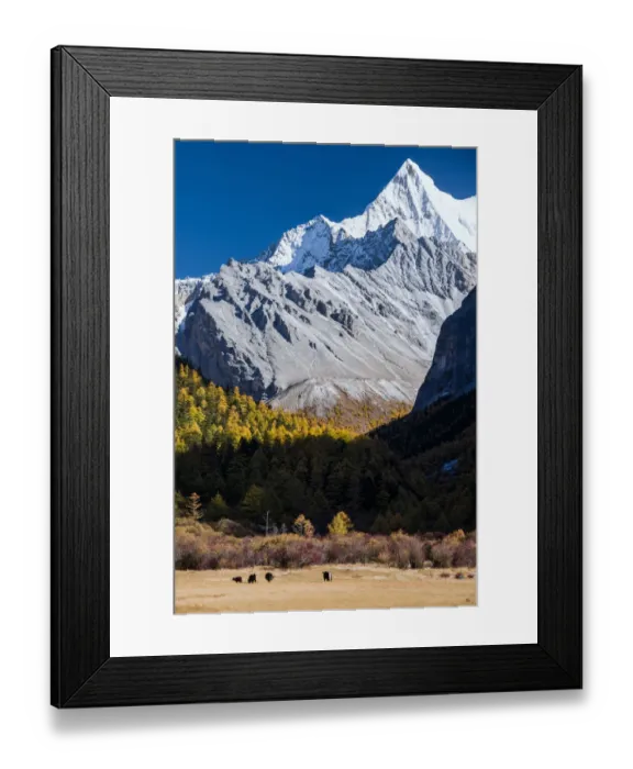 Framed Print : Herd of yak on the yellow meadow in Yading Framed Print : Herd of yak on the yellow meadow in Yading