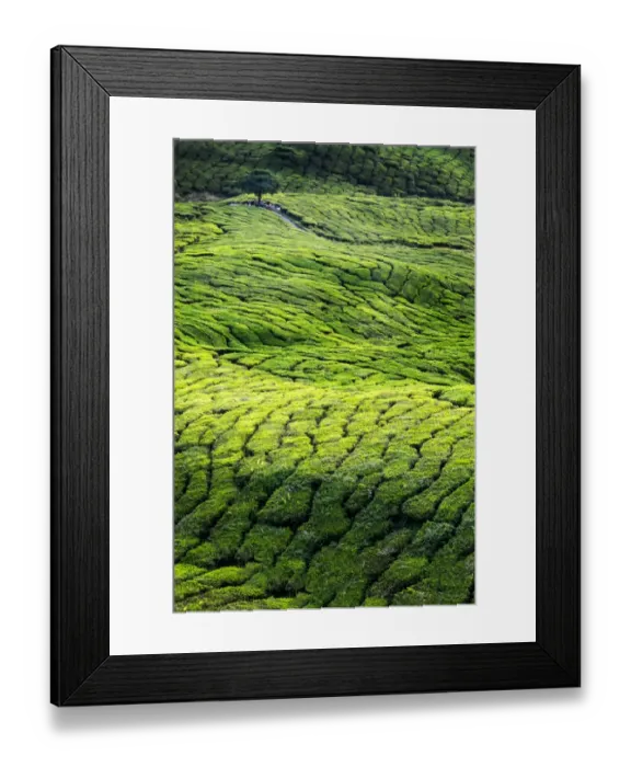 Framed Print : Cameron Tea Plantation
