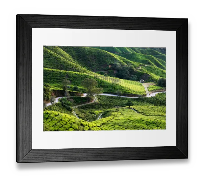 Framed Print : Cameron Tea Plantation